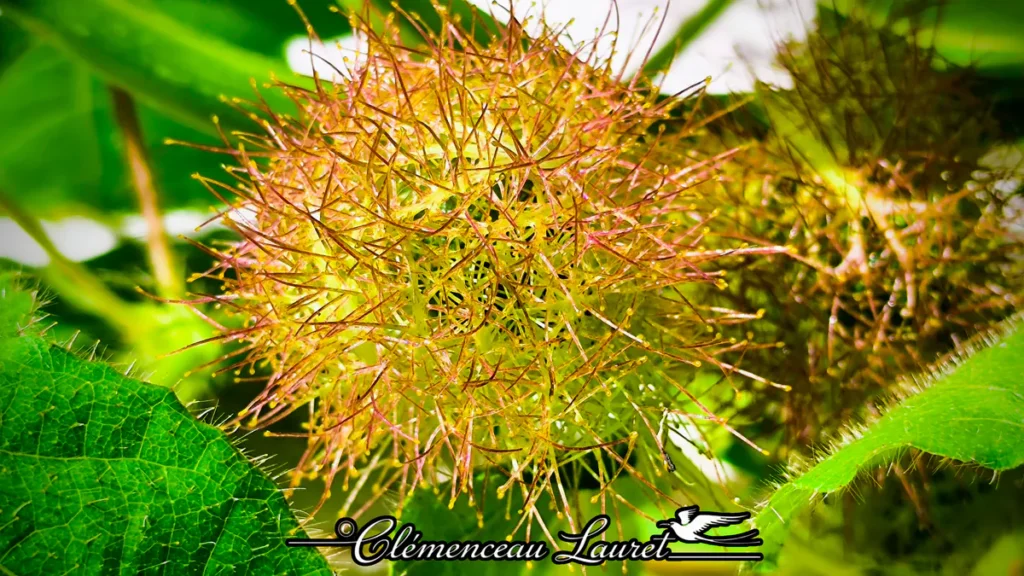 Photographie en très gros plan macro serré d'un fruit de poc poc (Passiflora foetida) encerclé par sa cage de bractées vertes et rougeâtres couverte de poils glanduleux translucides. La lumière crue du soleil tropical fait étinceler les fines structures poilues, révélant la texture complexe de cette liane sauvage. À l'arrière-plan, le feuillage vert intense et d'autres capsules en formation créent un décor végétal dense et vivant. Photo : Clémenceau Lauret à Île de La Réunion (Licence CC BY-SA 4.0).