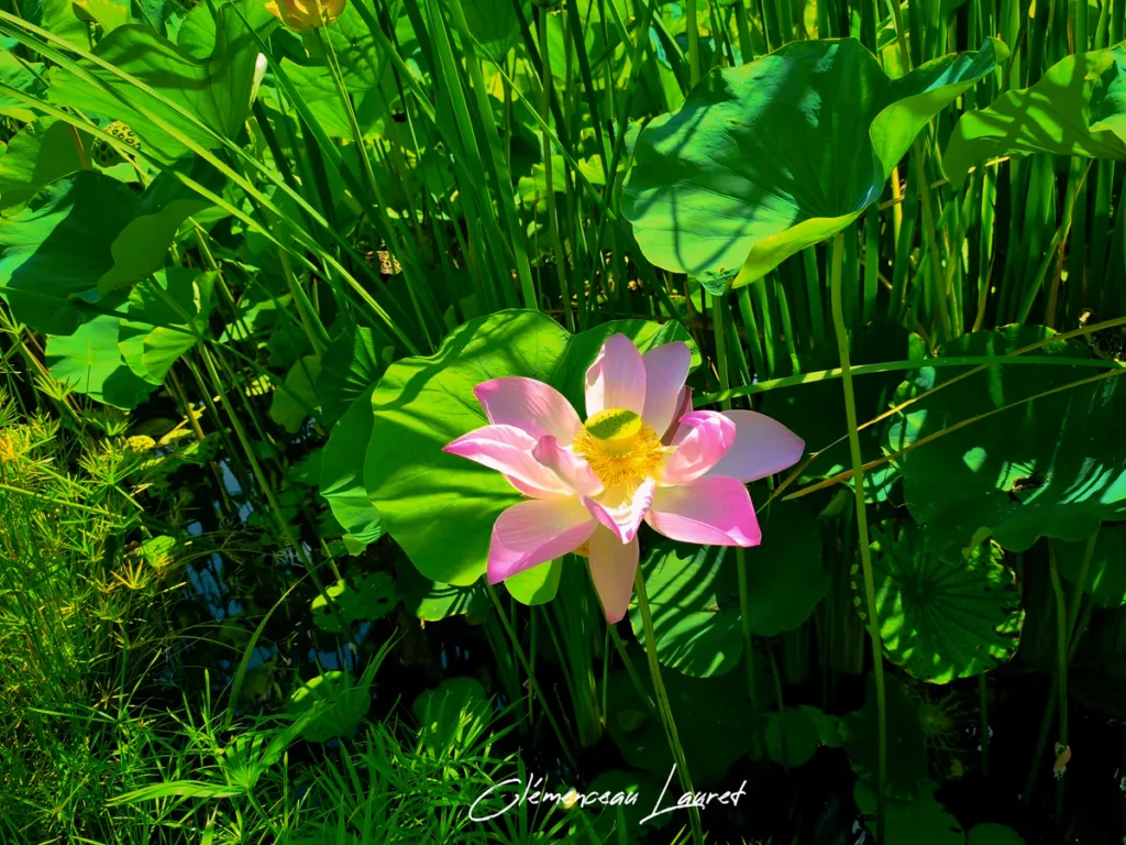 Fleur de lotus rose épanouie sous le soleil matinal à L'Étang-Salé-les-Bains à La Réunion entourée de feuillage aquatique.