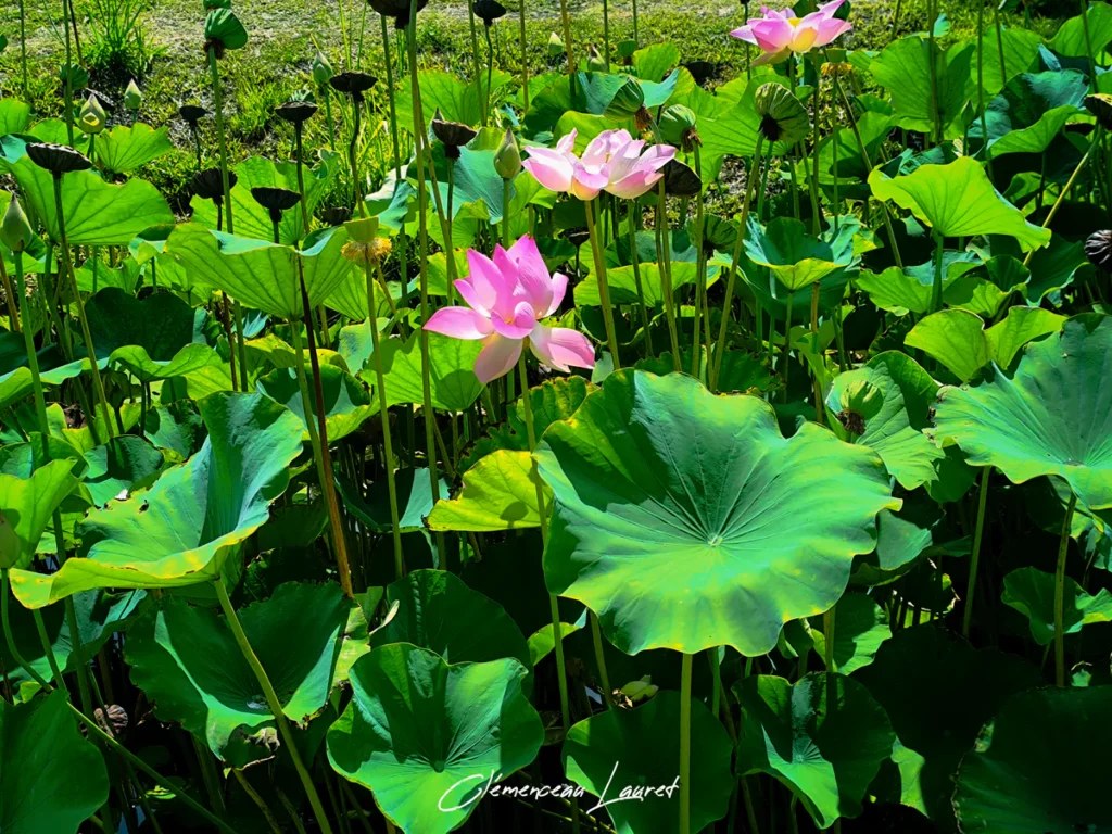 Plusieurs lotus roses émergeant au-dessus de larges feuilles vertes peltées à L'Étang-Salé-les-Bains à La Réunion.