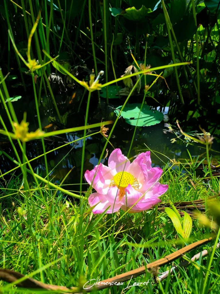 Plan rapproché au sol d'une fleur de lotus rose parmi les herbes folles et papyrus à L'Étang-Salé-les-Bains à La Réunion.