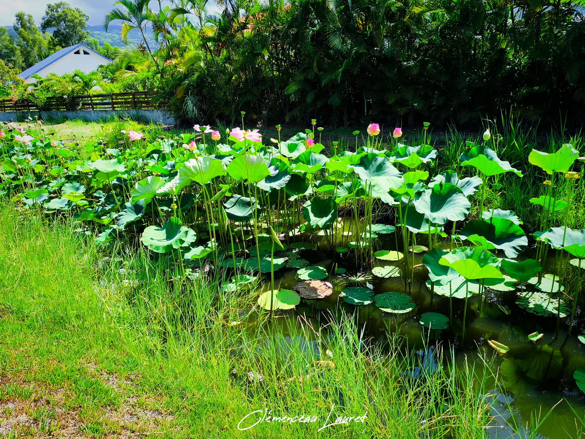 Vue d'ensemble panoramique d'un bassin de lotus en fleurs bordé de palmiers à L'Étang-Salé-les-Bains à La Réunion.