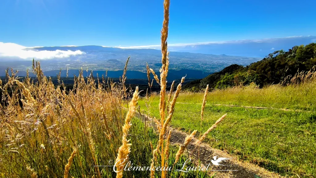Herbes d'altitude dorées le long d'un sentier de randonnée au Dimitile avec vue panoramique sur les hauts du Sud et l'océan Indien sous un ciel bleu dégagé à l'Entre-Deux, Île de La Réunion — Photo : Clémenceau Lauret (CC BY-SA 4.0).