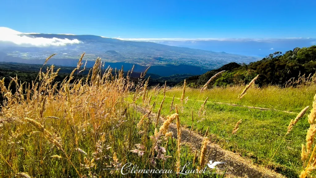 Plan rapproché sur les épis de hautes herbes dorées bordant le sentier de crête du massif du Dimitile offrant un panorama vaste sur les paysages réunionnais à l'Entre-Deux, Île de La Réunion — Photo : Clémenceau Lauret (CC BY-SA 4.0).