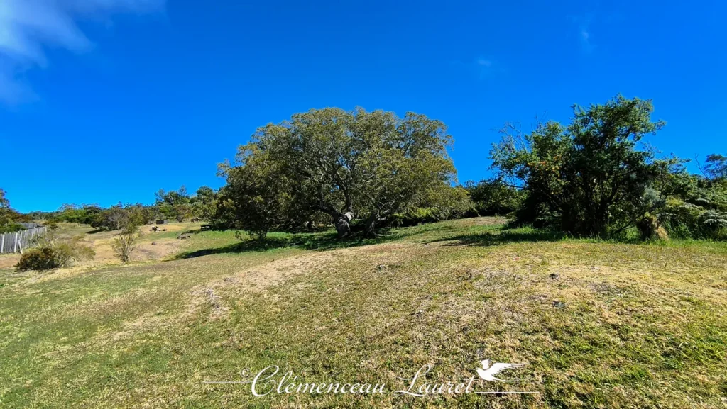 Grand tamarin des hauts épanoui au milieu d'une clairière gazonnée sous un grand ciel bleu limpide sur les hauteurs du massif du Dimitile à l'Entre-Deux, Île de La Réunion — Photo : Clémenceau Lauret (CC BY-SA 4.0).