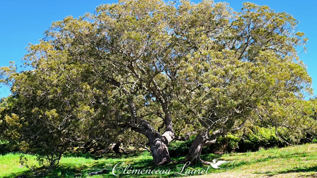 Gros plan sur le tronc sculptural et les branches noueuses d'un tamarin des hauts séculaire ancré dans la prairie du Dimitile à l'Entre-Deux, Île de La Réunion — Photo : Clémenceau Lauret (CC BY-SA 4.0).