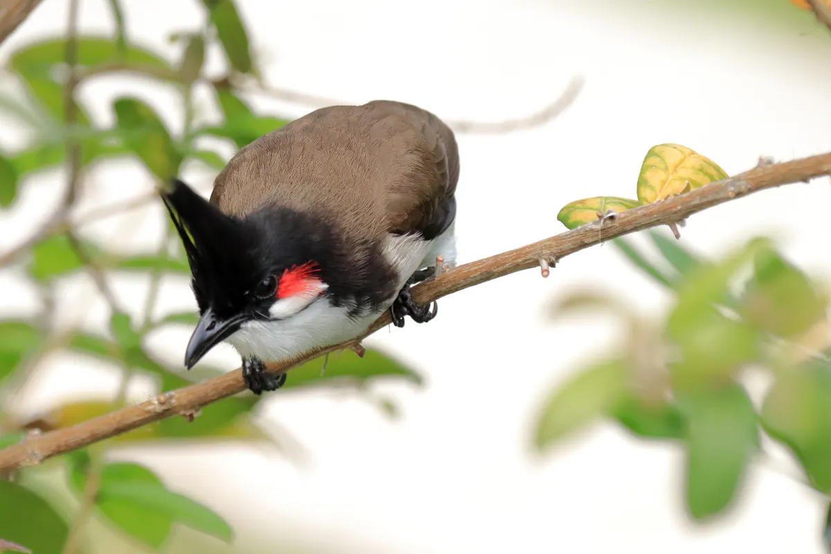 Une photographie en gros plan d'un Bulbul orphée (aussi appelé Merle de Maurice à La Réunion) perché sur une branche d'arbre. L'oiseau a une huppe noire distinctive sur la tête, un dos marron et un ventre blanc. On distingue une petite tache rouge derrière son œil. Il est incliné vers l'avant, le bec pointant vers le bas, entouré de feuilles vertes floues. Le fond est clair et lumineux.