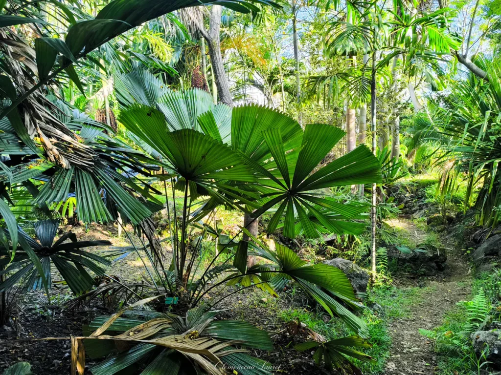 Palmiers en forme d'éventail aux feuilles vert vif le long d'un sentier botanique pavé au Parc des Palmiers à Le Tampon, Île de La Réunion. Photo : Clémenceau Lauret (CC BY-SA 4.0).