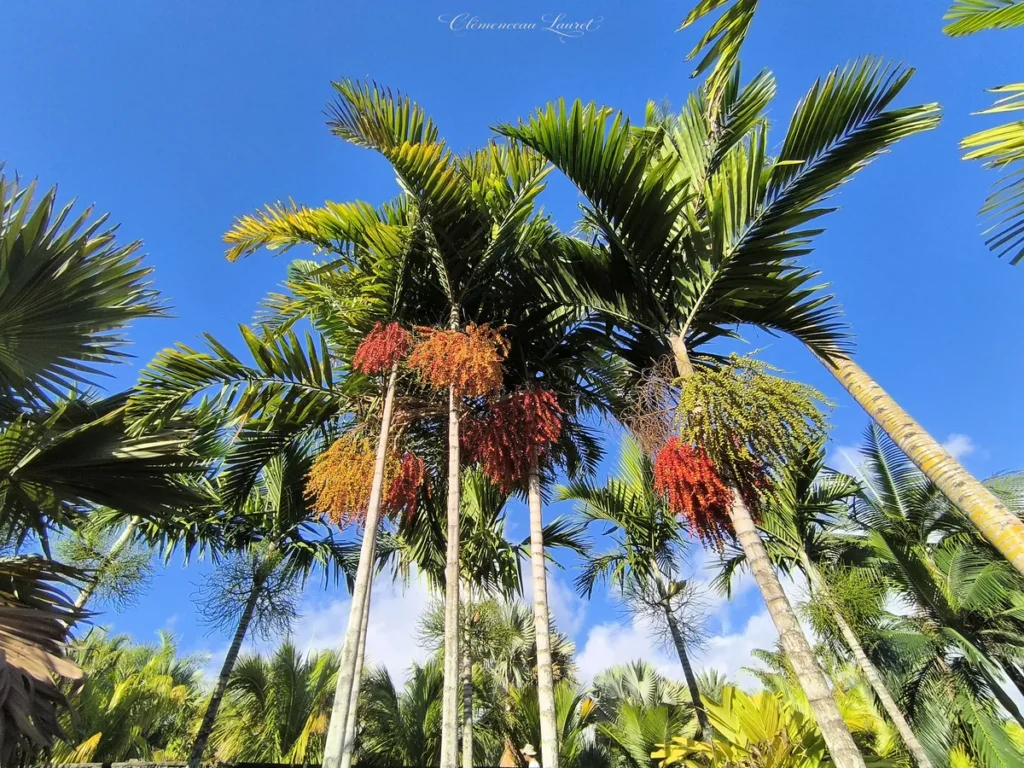 Vue en contre-plongée sur de grands palmiers chargés de grappes de fruits multicolores jaunes, oranges et rouges sous un ciel bleu au Parc des Palmiers à Le Tampon, Île de La Réunion. Photo : Clémenceau Lauret (CC BY-SA 4.0).