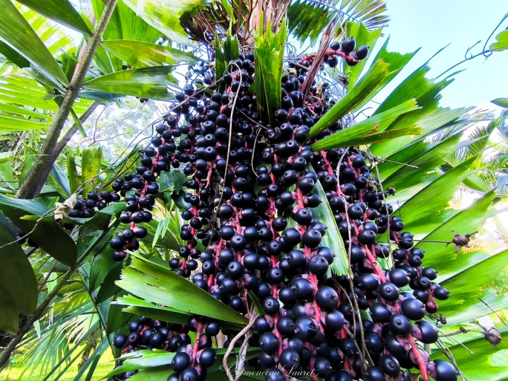 Gros plan sur une grappe dense de fruits noirs et luisants suspendue sous les palmes d'un palmier au Parc des Palmiers à Le Tampon, Île de La Réunion. Photo : Clémenceau Lauret (CC BY-SA 4.0).