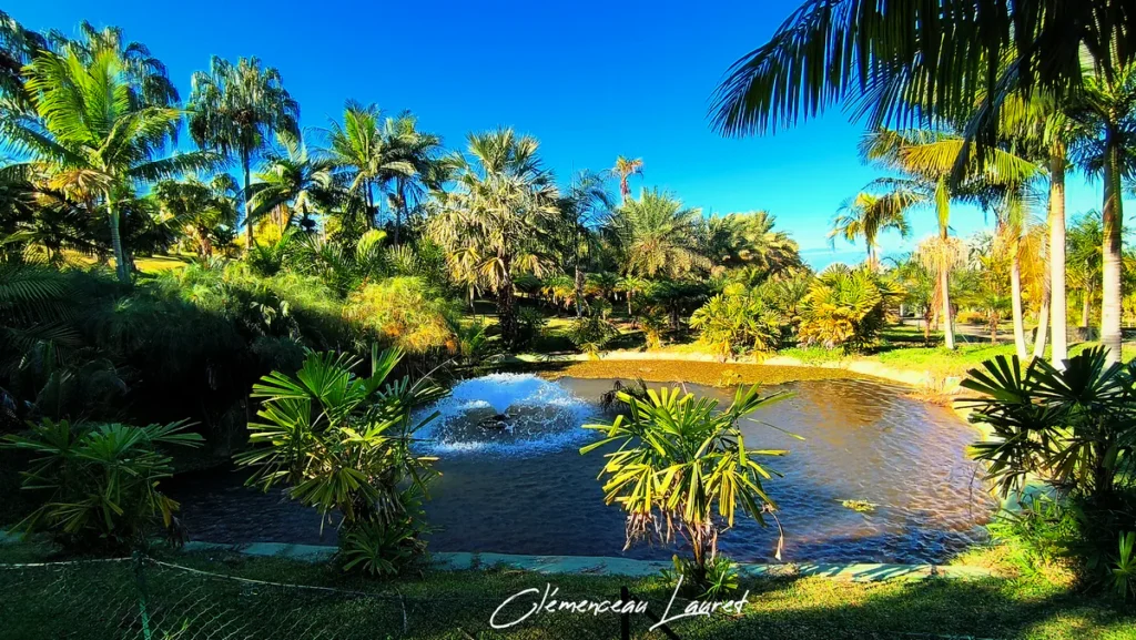 Bassin aménagé avec jet d'eau entouré d'une végétation tropicale luxuriante au Parc des Palmiers à Le Tampon, Île de La Réunion. Photo : Clémenceau Lauret (CC BY-SA 4.0).
