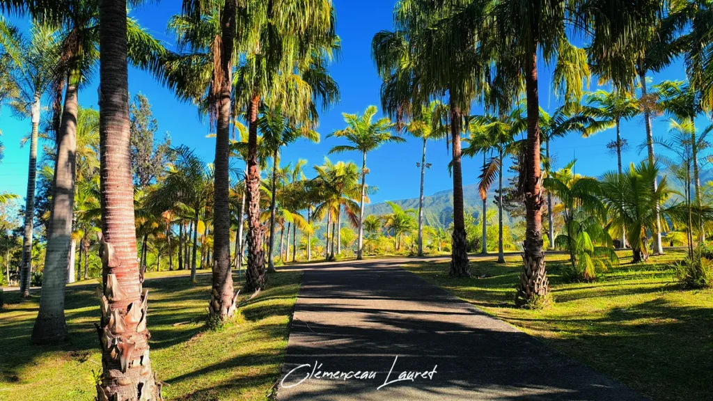 Allée goudronnée ombragée bordée de palmiers élancés menant vers le relief montagneux au Parc des Palmiers à Le Tampon, Île de La Réunion. Photo : Clémenceau Lauret (CC BY-SA 4.0).