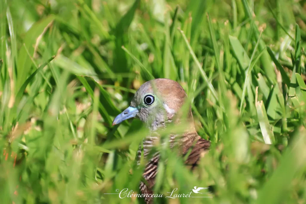 Portrait rapproché de profil d'une géopélie zébrée émergeant des brins d'herbe sous un éclairage naturel à Saint-Pierre.