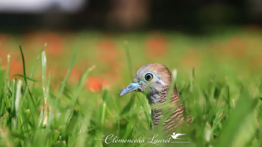 Angle en contre-plongée sur la tête d'une géopélie zébrée au bec bleu au milieu d'herbes folles avec arrière-plan flou.