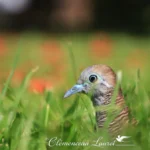 Angle en contre-plongée sur la tête d'une géopélie zébrée au bec bleu au milieu d'herbes folles avec arrière-plan flou.