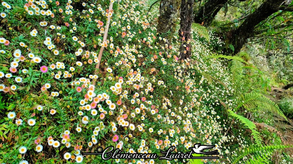 Tapis dense de petites marguerites blanches et roses le long d'un talus végétalisé aux Hauts de Saint-Paul à La Réunion sous une lumière douce