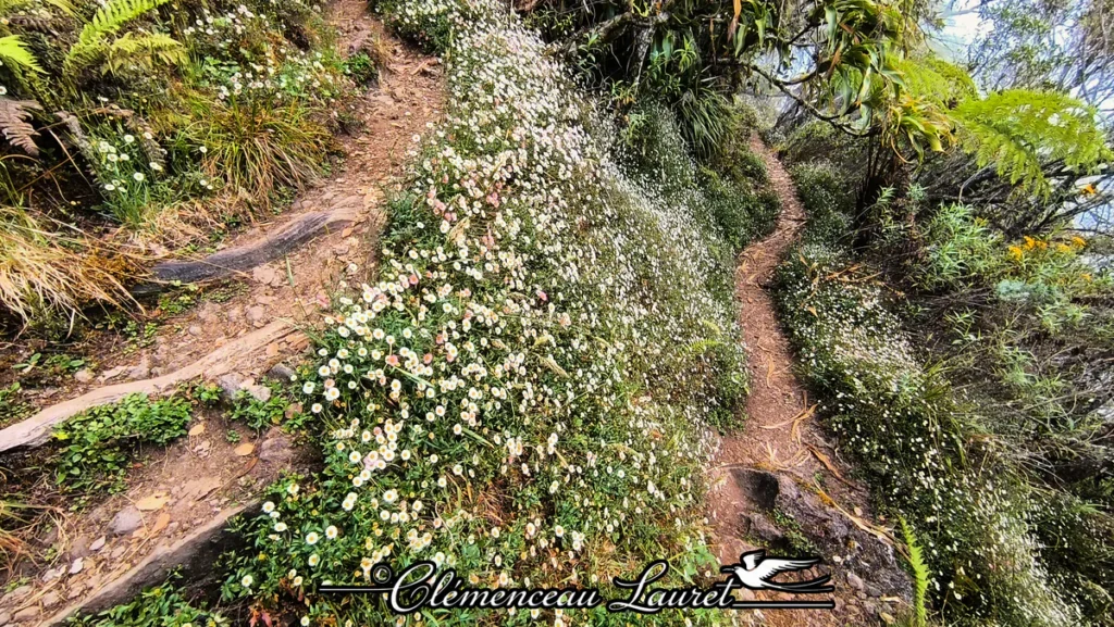 Sentier de randonnée étroit bordé de petites marguerites blanches et rosées au Piton Maïdo à La Réunion sous un ciel embrumé