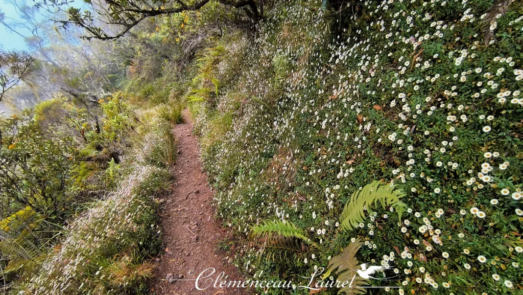 Perspective en contre-bas d'un sentier de montagne bordé de petites marguerites sauvages à Cilaos à La Réunion par temps brumeux