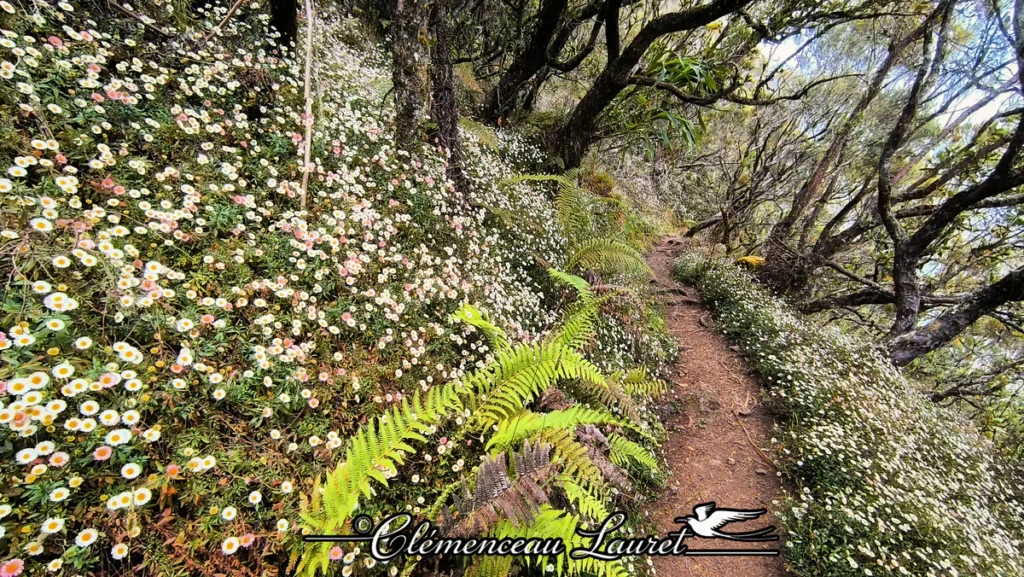 Angle contre-plongée sur des touffes de petites marguerites et fougères d'altitude à La Plaine-des-Palmistes à La Réunion sous le soleil