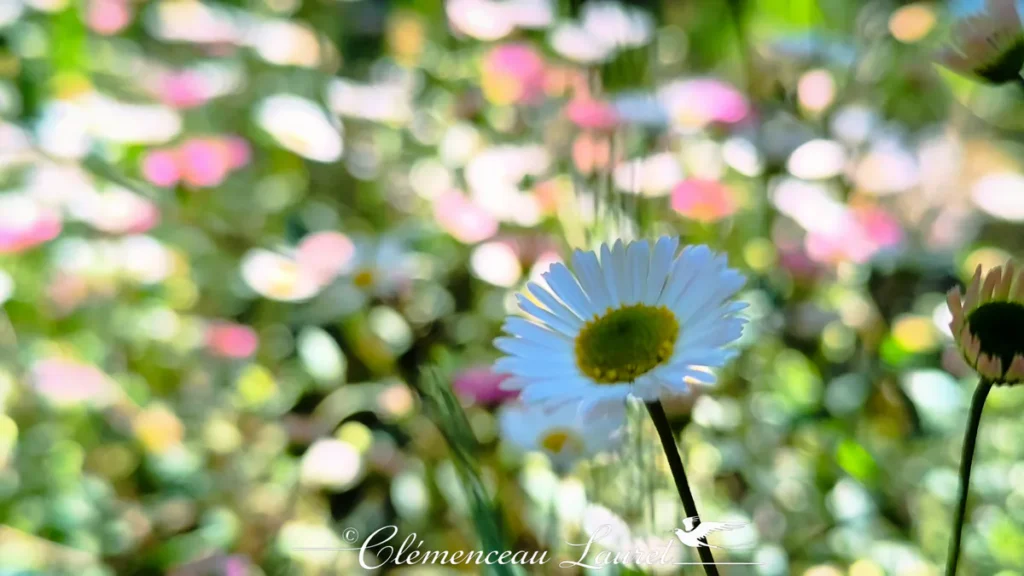 Gros plan sur l'inflorescence d'une petite marguerite blanche au cœur jaune à La Plaine des Cafres à La Réunion avec flou d'arrière-plan