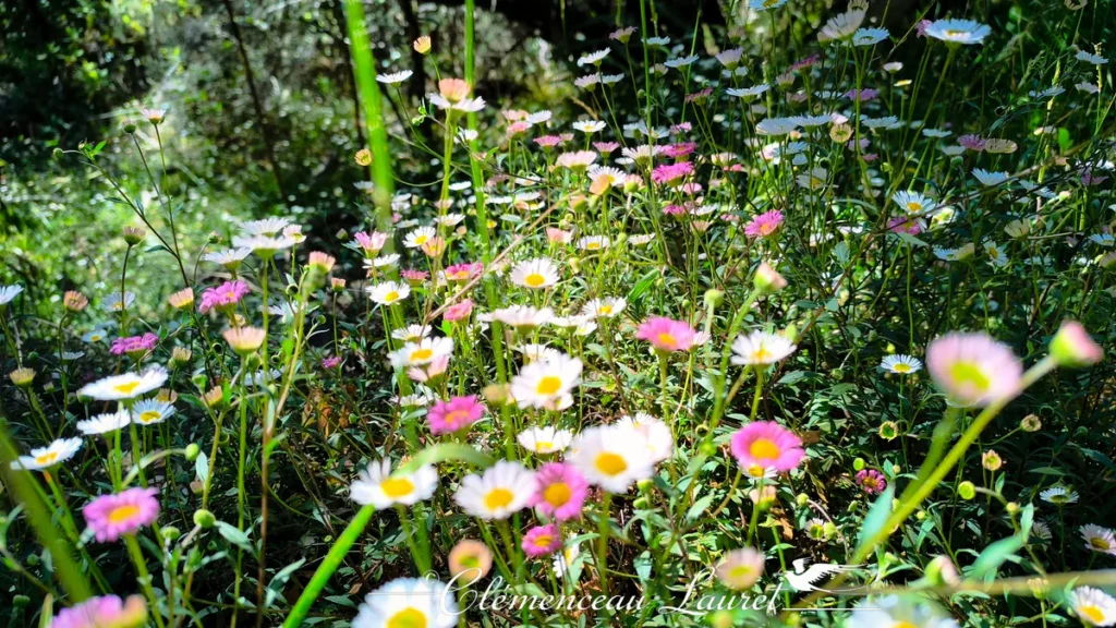 Plan serré sur des petites marguerites roses et blanches baignées par une lumière rasante à Bourg-Murat à La Réunion