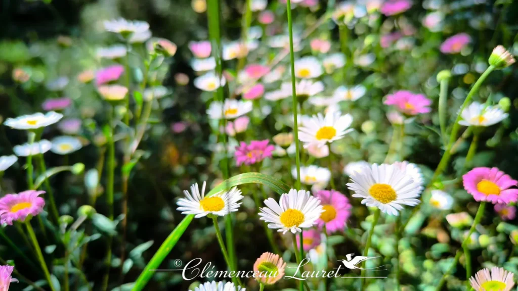 Vue rapprochée de plusieurs fleurons de petites marguerites blanches et roses à Entre-Deux à La Réunion dans une prairie verdoyante