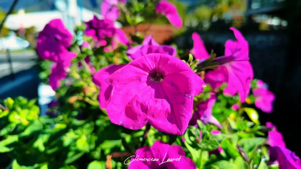 Gros plan sur une fleur de pétunia fuchsia illuminée par le soleil à Cilaos à La Réunion.