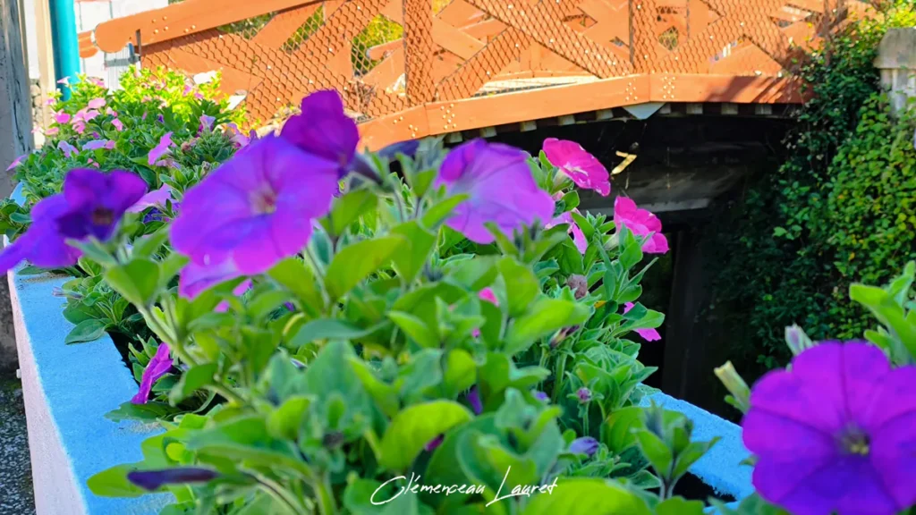Pétunias violet intense en jardinière devant une passerelle en bois à Cilaos à La Réunion.