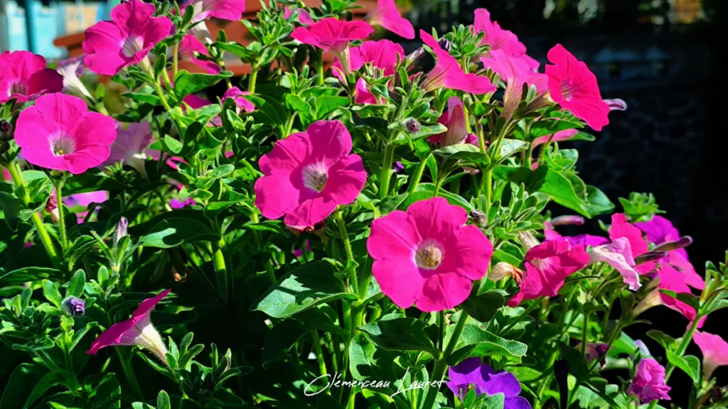 Massif dense de pétunias magenta aux feuilles vertes touffues à Cilaos à La Réunion.