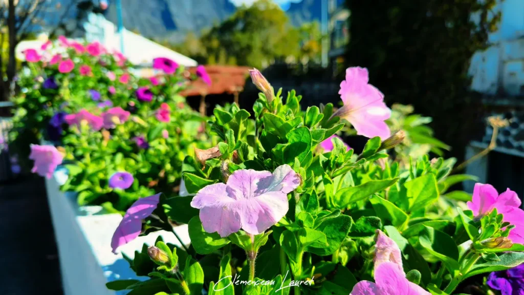 Vue d'ensemble d'une jardinière fleurie de pétunias avec relief verdoyant à Cilaos à La Réunion.