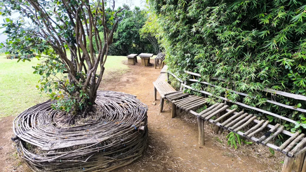 Aménagement en bois tressé formant une jardinière circulaire au pied d'un arbuste, bordé d'un banc rustique en lattes de bois et d'une haie de bambous verts touffus, sur le site d'accueil et aire de pique-nique de Piton Fougères à Sainte-Marie, La Réunion — Photo : Clémenceau Lauret (CC BY-SA 4.0).