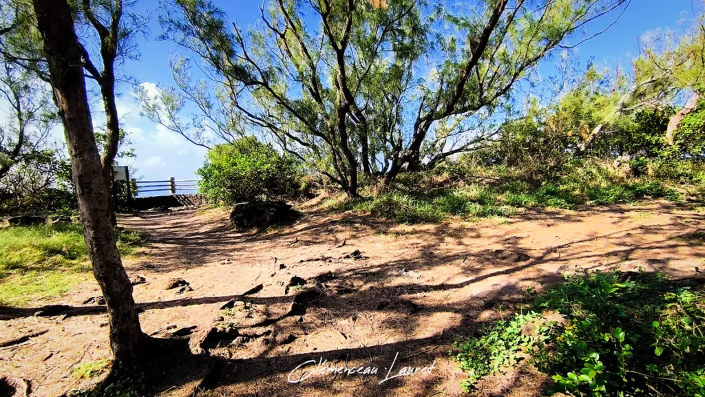Sous-bois ombragé aux arbres sous forme de filaos et sol terreux traversé par le sentier de randonnée du piton à Petite-Île.
