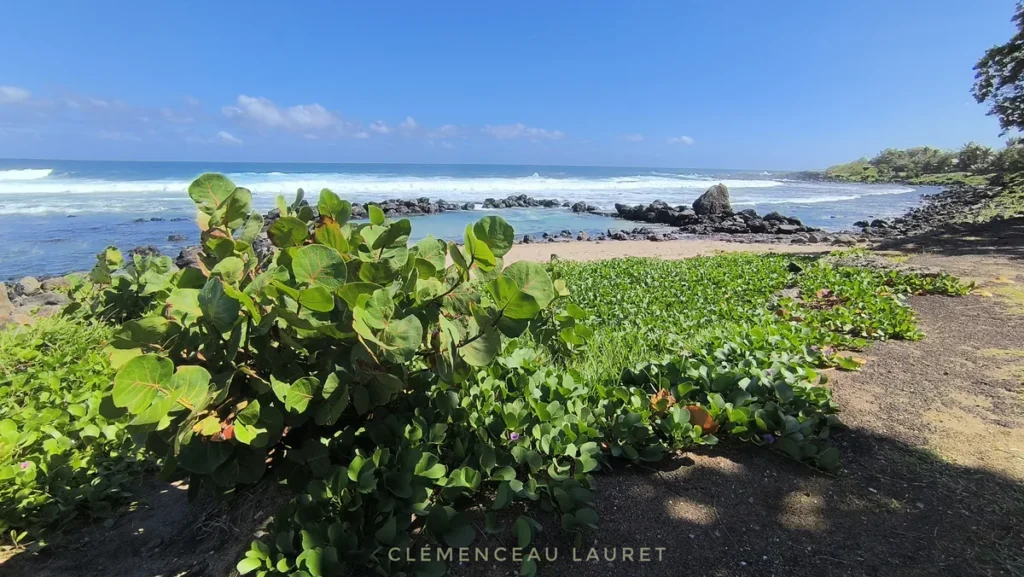 Plante patate à couper bordant le sable et le bassin naturel de la plage de Grand Bois à Saint-Pierre sous un ciel bleu