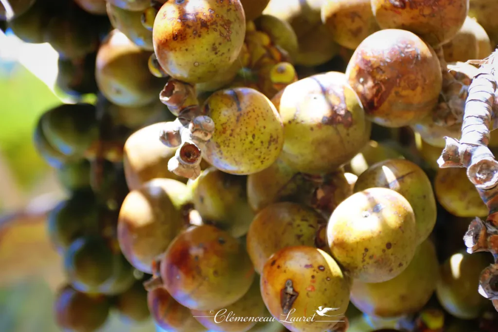 Gros plan détaillé sur des pommes latanier montrant la texture tachetée et l'épiderme lisse des fruits à Saint-Joseph.
