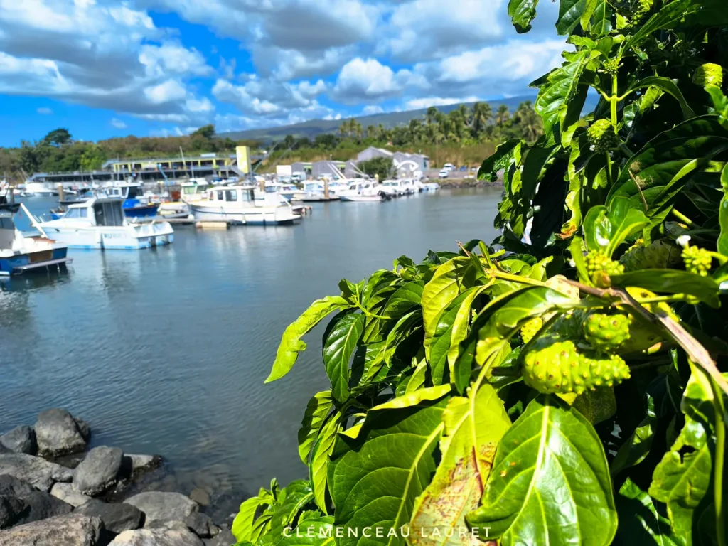 Feuillage vert intense et fruits de noni en premier plan devant le bassin du port Maperine à Sainte-Marie