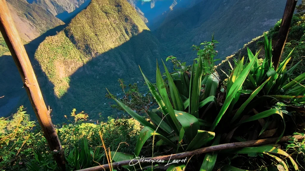 Touffe de pite aux feuilles vertes bordant le sentier avec vue panoramique sur les pitons végétalisés du Tampon.