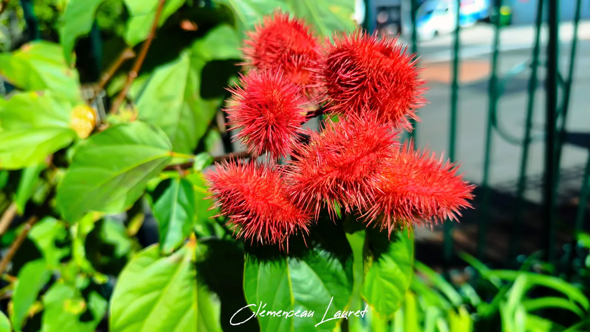 Vue rapprochée d'un bouquet de roucous rouges baignés de soleil dans un jardin tropical.