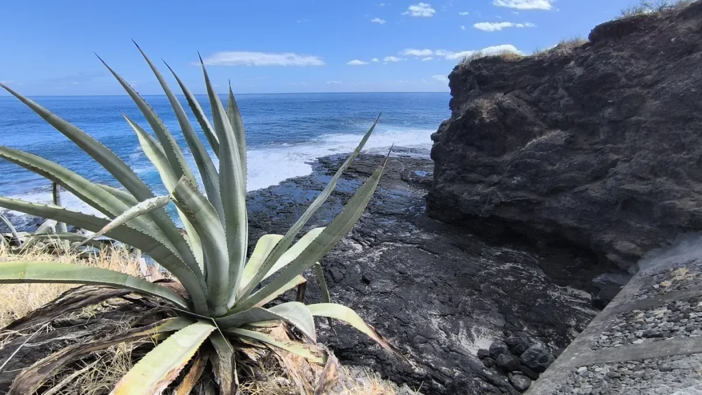 Agave vert imposant sur une falaise de basalte sombre dominant une crique et l'océan bleu azur sous un ciel dégagé à Saint-Paul.