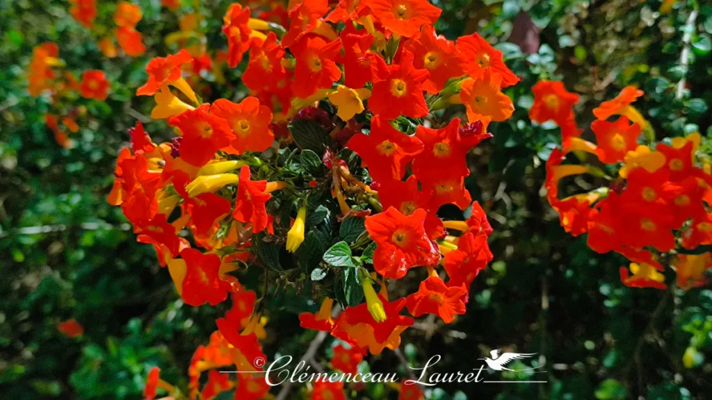 Gros plan sur une grappe dense et touffue de fleurs de Streptosolen jamesonii aux teintes éclatantes de rouge, orange et jaune vif, photographiée en lumière naturelle sous le soleil tropical de l'île de La Réunion, avec un arrière-plan de feuillage vert sombre légèrement flouté. - Photo : Clémenceau Lauret (Licence CC BY-SA 4.0)