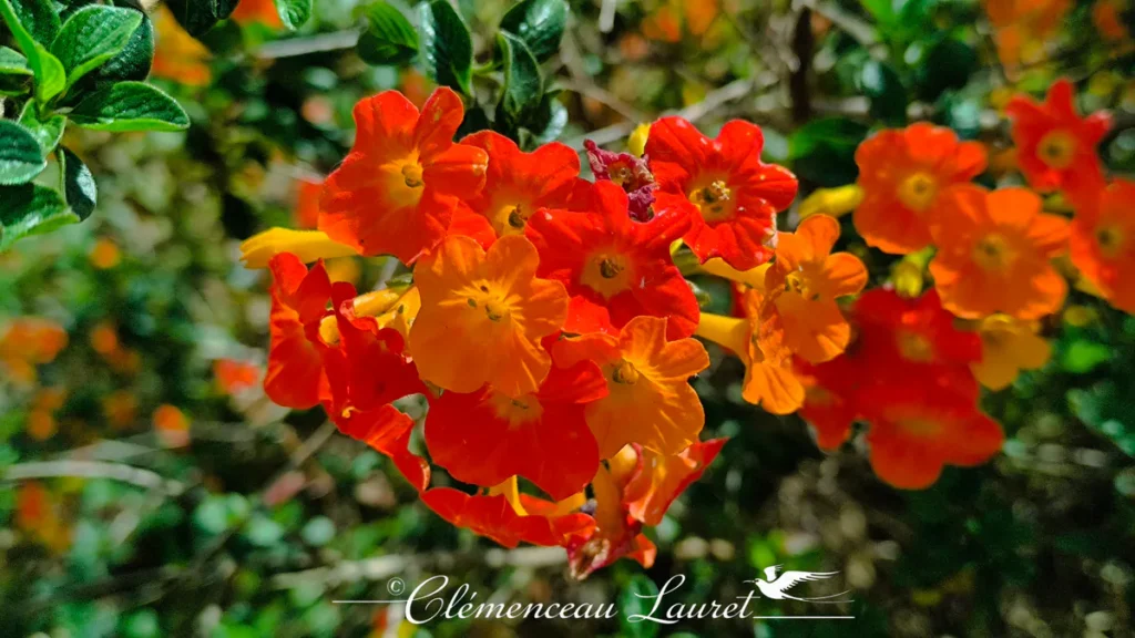 Un bouquet floral de Streptosolen jamesonii montrant la transition progressive de couleur des pétales du jaune orangé au rouge vermillon, mis en valeur par une lumière vive et un fond végétal flou. - Photo : Clémenceau Lauret (Licence CC BY-SA 4.0)