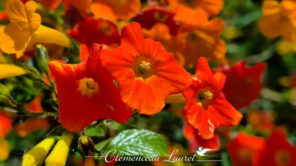 Macro détaillée sur trois fleurs de Streptosolen jamesonii au premier plan, révélant la texture fine des pétales orange vif et le cœur pistil-étamines jaune, avec une profondeur de champ réduite. - Photo : Clémenceau Lauret (Licence CC BY-SA 4.0)