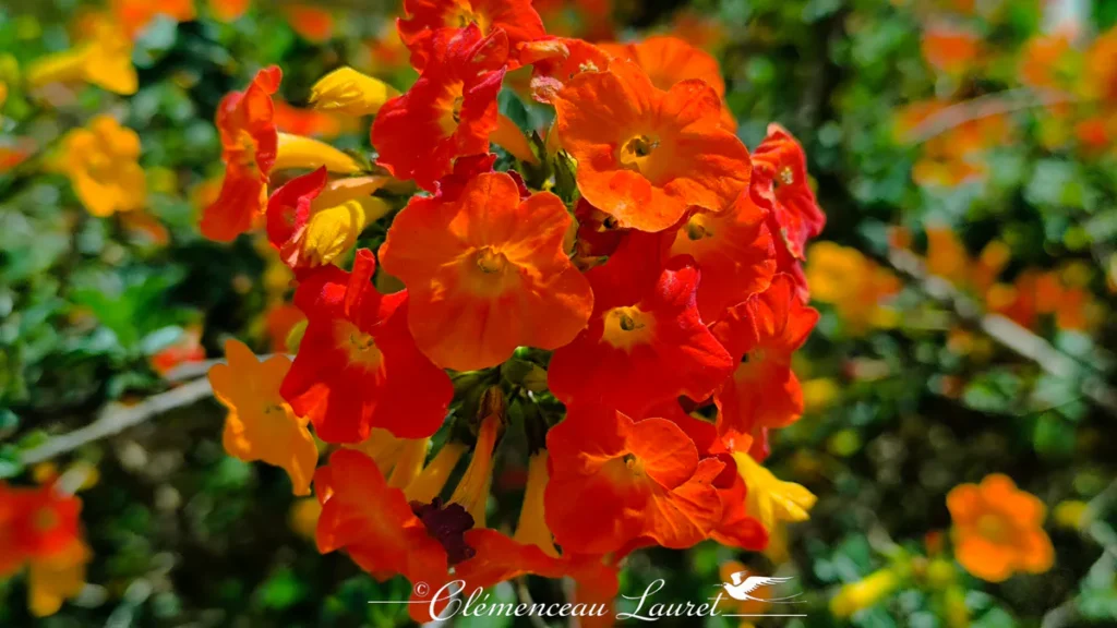 Vue frontale centrée d'une sphère de fleurs de Streptosolen jamesonii entremêlant des corolles orange intense et quelques boutons encore jaunes sur un arrière-plan verdoyant. - Photo : Clémenceau Lauret (Licence CC BY-SA 4.0)