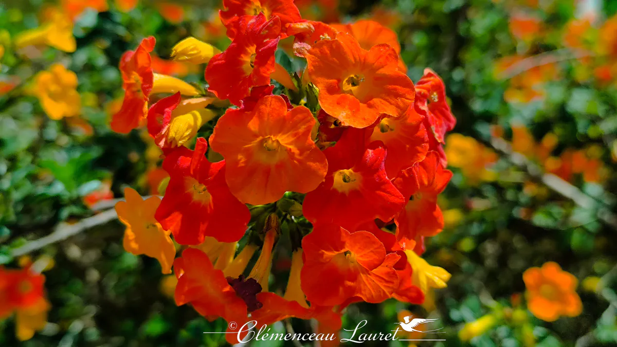 Vue frontale centrée d'une sphère de fleurs de Streptosolen jamesonii entremêlant des corolles orange intense et quelques boutons encore jaunes sur un arrière-plan verdoyant. - Photo : Clémenceau Lauret (Licence CC BY-SA 4.0)