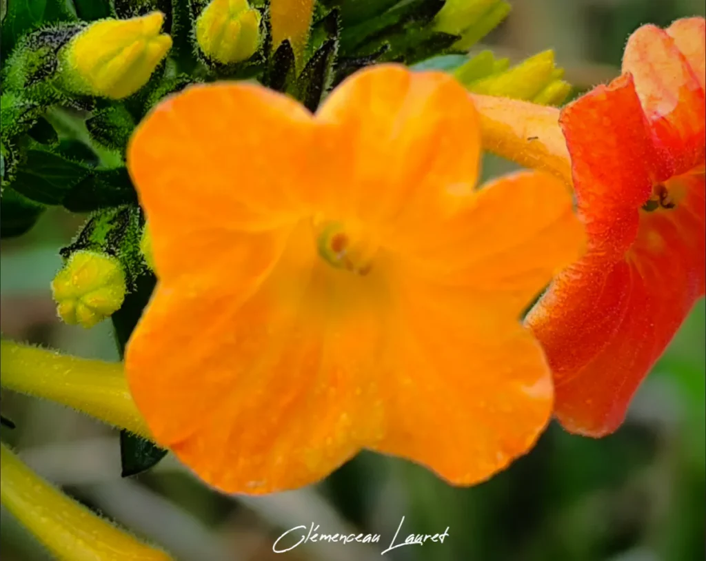Macro très serrée sur une fleur jaune orangé de Streptosolen jamesonii bordée de fines gouttelettes de rosée ou d'eau, à côté d'un bouton floral tubulaire. - Photo : Clémenceau Lauret (Licence CC BY-SA 4.0)