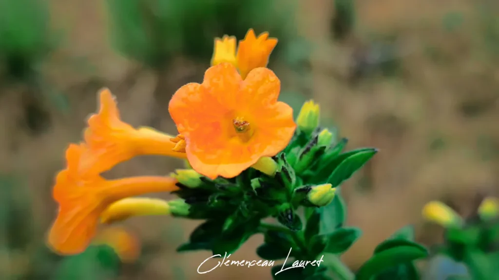Deux fleurs jaunes de Streptosolen jamesonii se détachant nettement au premier plan sur une tige feuillue, avec un arrière-plan doux de terre et de végétation. - Photo : Clémenceau Lauret (Licence CC BY-SA 4.0)