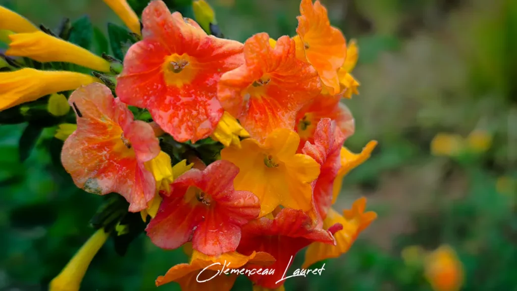 Gros plan sur une grappe de fleurs de Streptosolen jamesonii aux teintes mélangées d'orange et de rouge, recouvertes de minuscules gouttes de pluie ou de rosée sous un éclairage doux. - Photo : Clémenceau Lauret (Licence CC BY-SA 4.0)