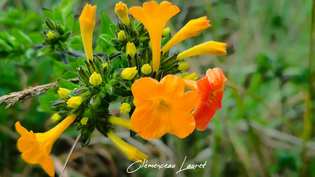 Prise de vue rapprochée montrant les tubes étirés et les boutons floraux jaunes du Streptosolen jamesonii avant leur ouverture complète, entourés de sépales vert tendre. - Photo : Clémenceau Lauret (Licence CC BY-SA 4.0)