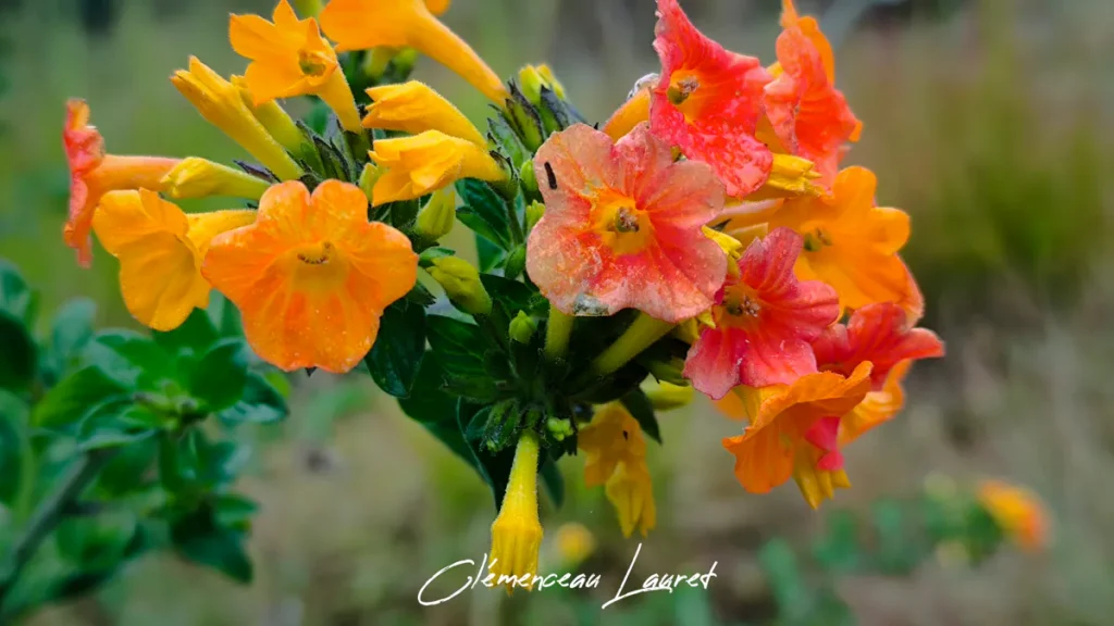 Inflorescence complète de Streptosolen jamesonii montrant simultanément toutes les étapes de la floraison, des boutons jaunes aux fleurs épanouies orange et rouge. - Photo : Clémenceau Lauret (Licence CC BY-SA 4.0)