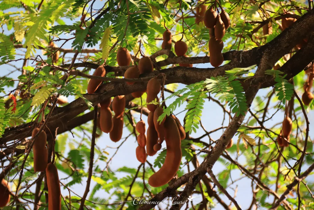 Gousses de tamarin marron suspendues aux branches feuillues d'un tamarinier à Saint-Gilles sous une lumière vive.