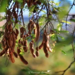 Gros plan contre-jour sur des gousses de tamarin brunes et feuilles pennées dorées par la lumière à l'Étang-Salé.
