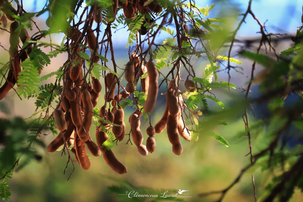 Gros plan contre-jour sur des gousses de tamarin brunes et feuilles pennées dorées par la lumière à l'Étang-Salé.